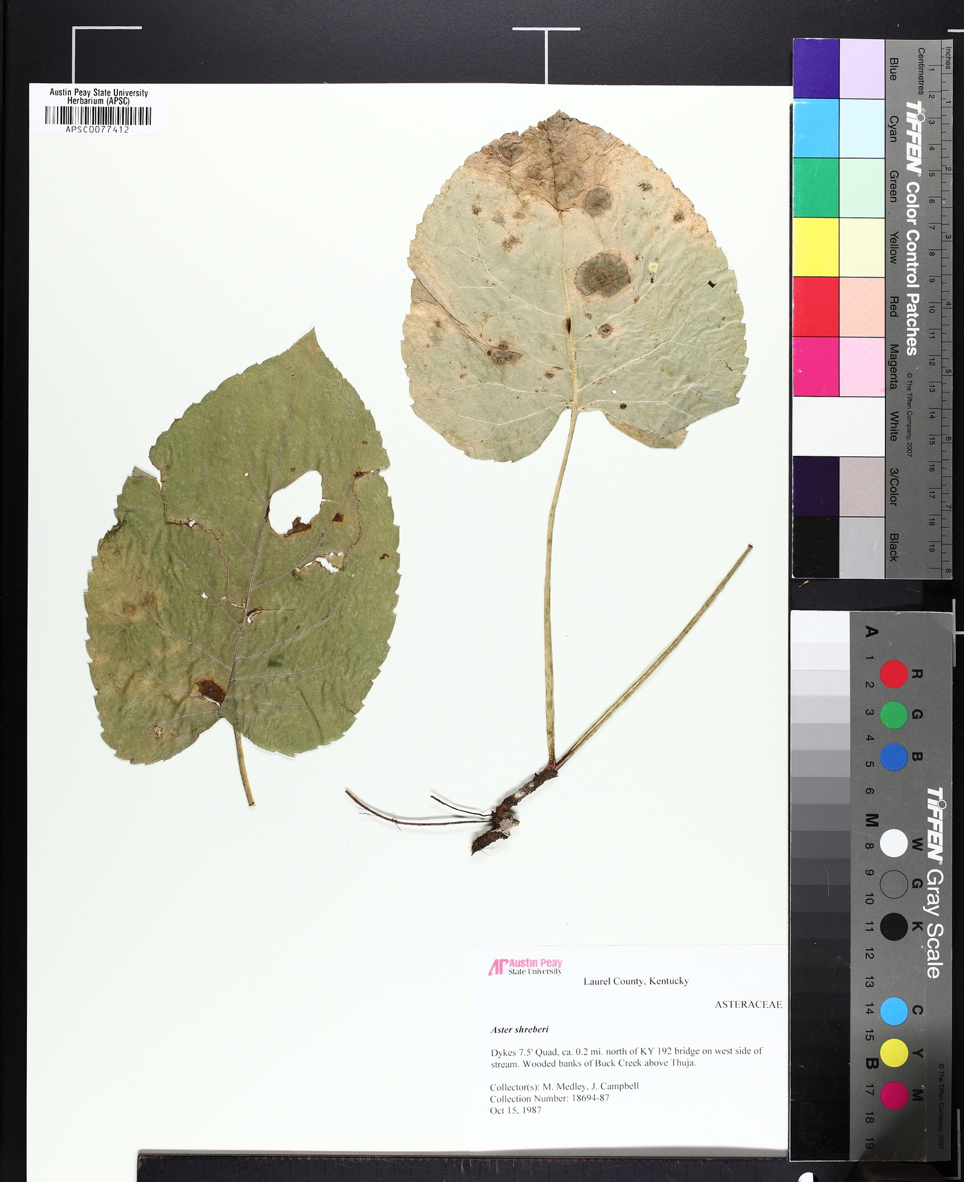 Eurybia schreberi image