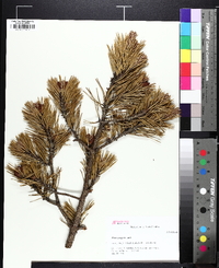 Pinus pungens image