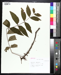 Juglans cinerea image