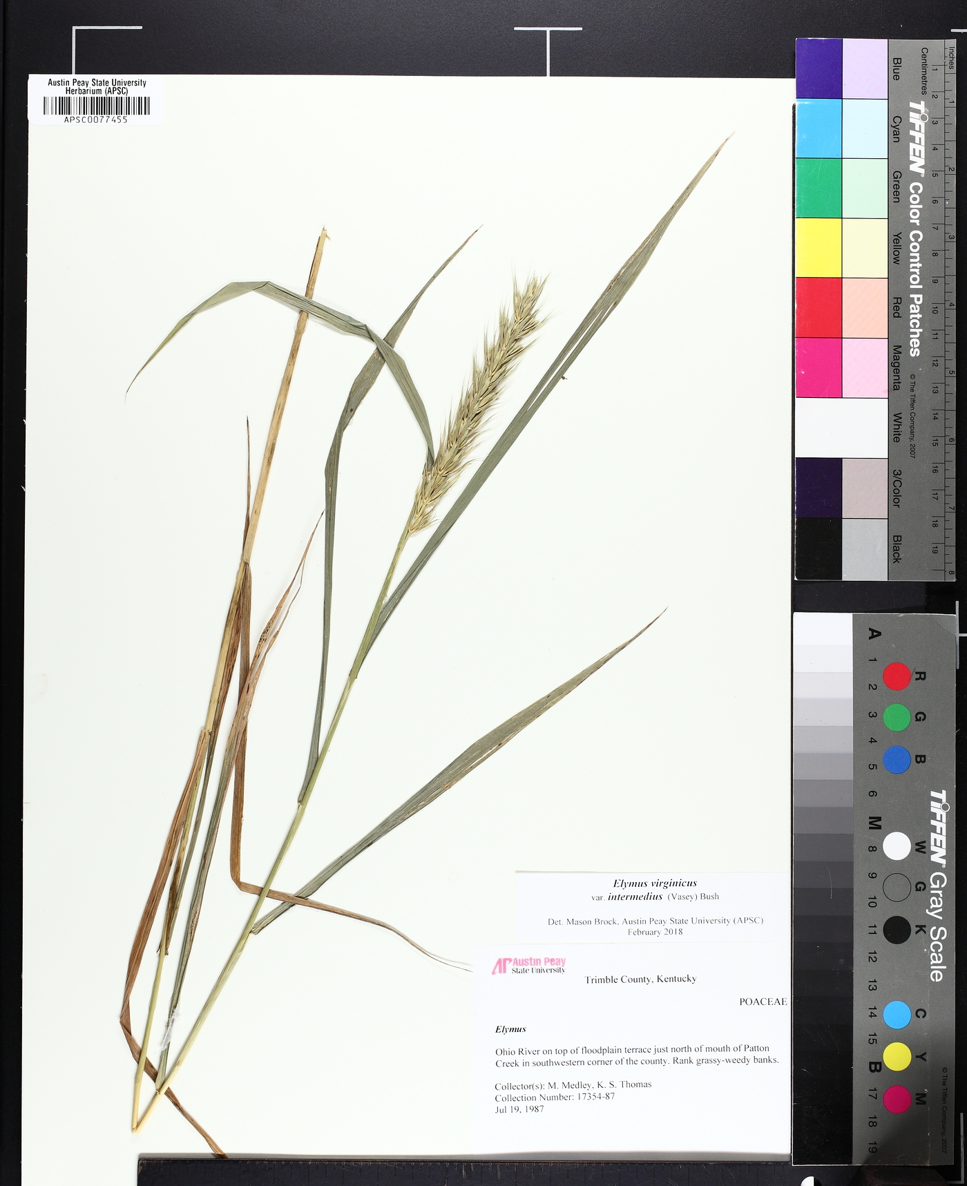 Elymus virginicus var. intermedius image