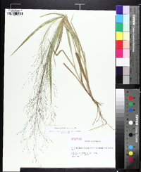 Panicum flexile image