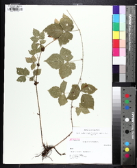 Rubus flagellaris image