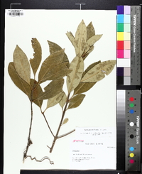 Osmanthus americanus image