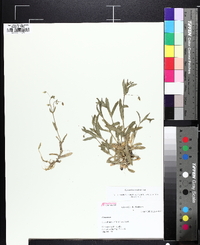 Cerastium nutans image