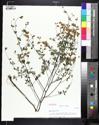 Baptisia tinctoria image