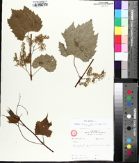 Vitis riparia image