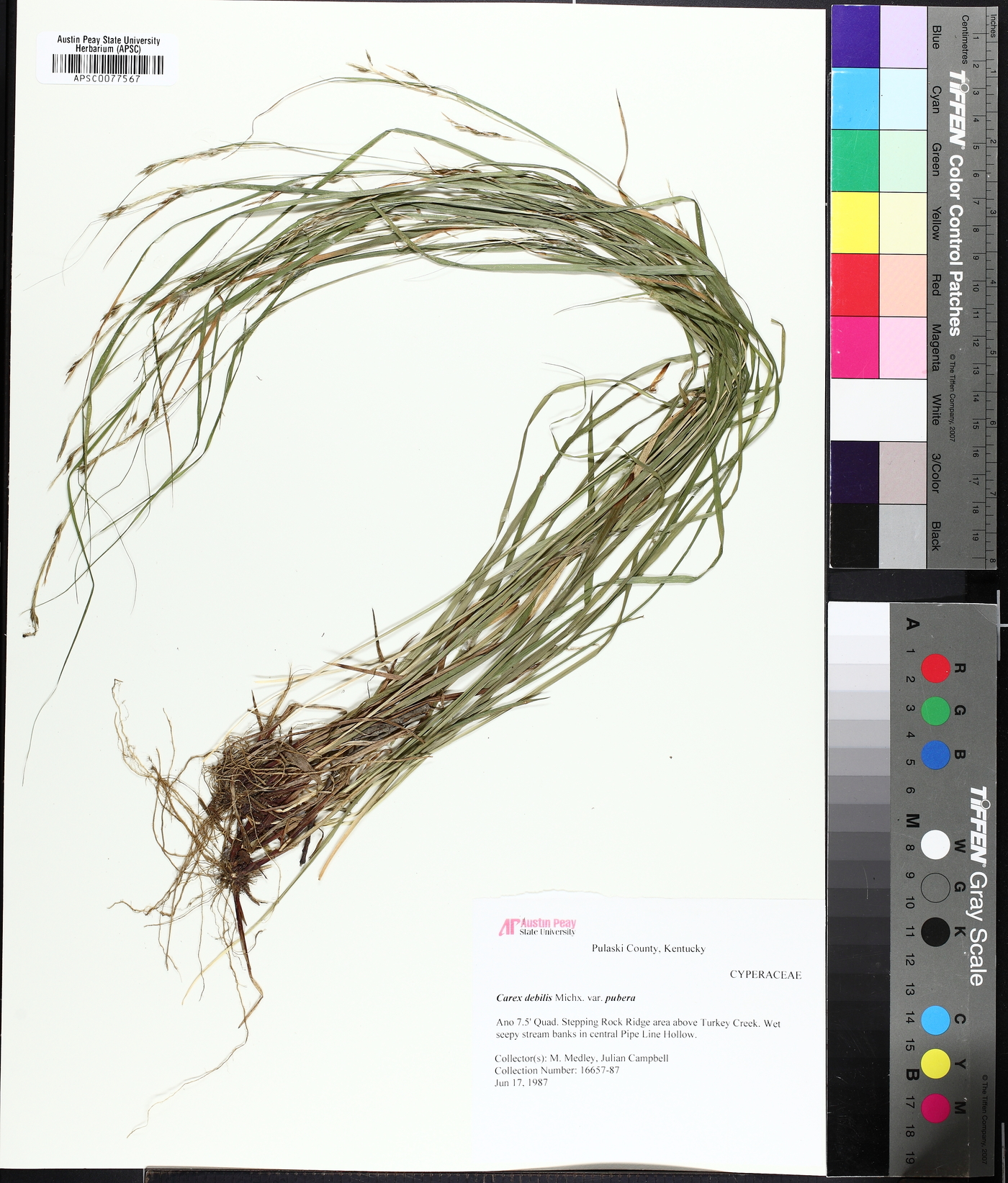 Carex allegheniensis image