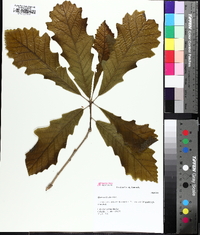 Quercus bicolor image