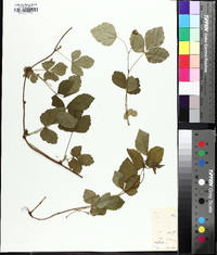 Rubus flagellaris image