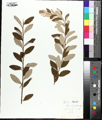 Spiraea tomentosa image