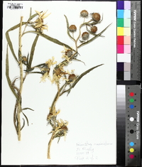 Helianthus maximiliani image