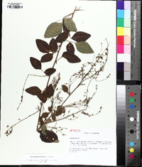 Desmodium glabellum image