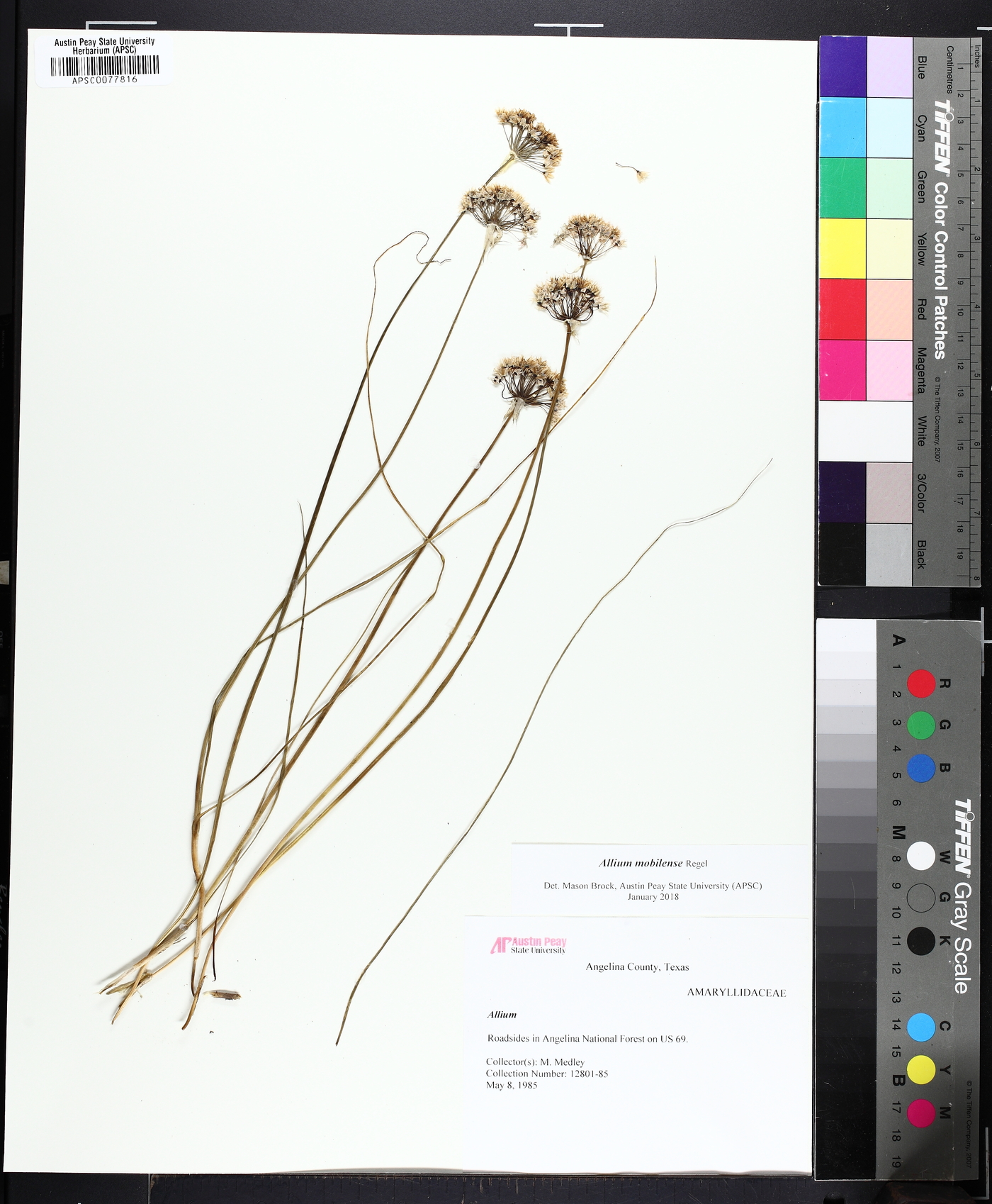 Allium canadense var. mobilense image