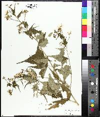 Ripariosida hermaphrodita image