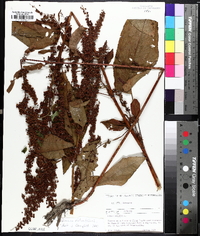 Rumex obtusifolius image