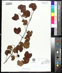 Muscadinia rotundifolia image