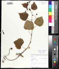 Ampelopsis cordata image