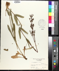 Penstemon laevigatus image