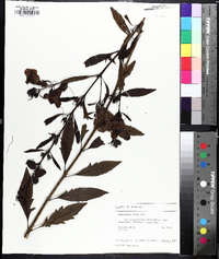 Aureolaria flava image
