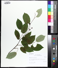 Amelanchier laevis image