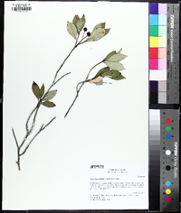 Aronia × prunifolia image