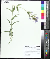 Phlox glaberrima image