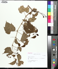 Ampelopsis cordata image