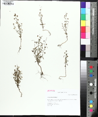 Chaenorhinum minus image