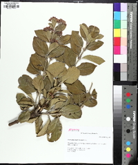 Euonymus fortunei image