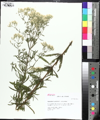 Eupatorium torreyanum image