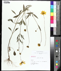 Coreopsis debilis image