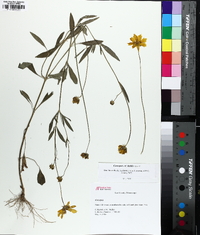 Coreopsis debilis image