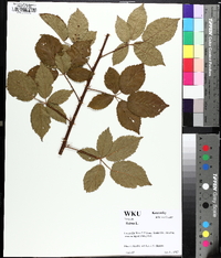 Rubus argutus image