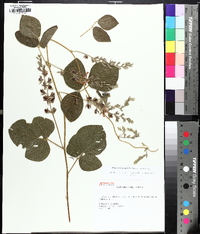 Rhynchosia latifolia image