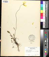 Coreopsis lanceolata image