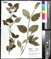 Philadelphus hirsutus image