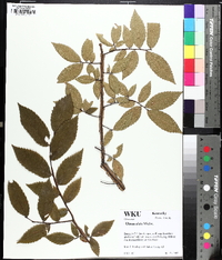 Ulmus alata image