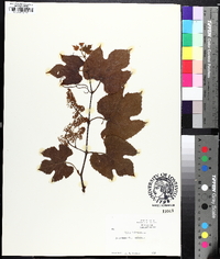 Vitis labrusca image