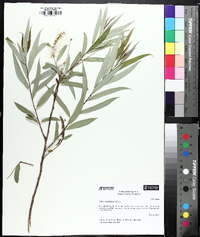 Salix caroliniana image