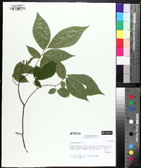 Ulmus serotina image