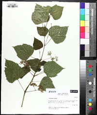 Ampelopsis cordata image