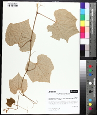 Vitis labrusca image