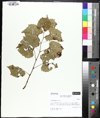 Vitis rupestris image