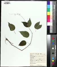 Circaea canadensis image