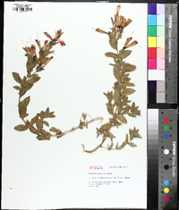 Epilobium canum image