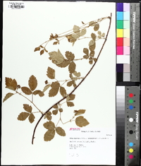 Rubus flagellaris image