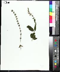 Stachys glandulosissima image