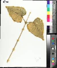 Silphium wasiotense image
