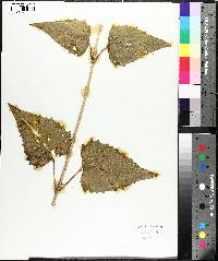 Silphium wasiotense image