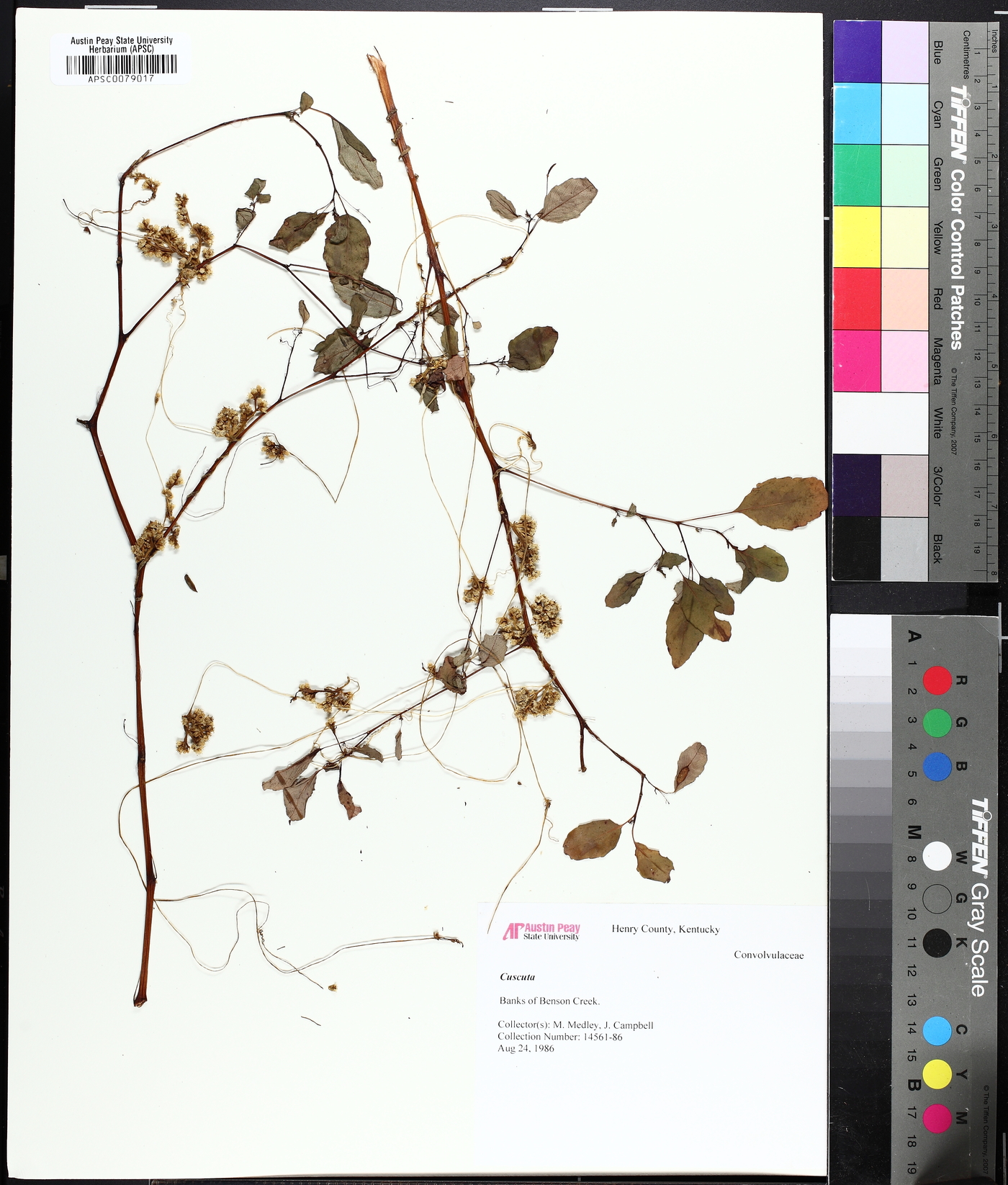 Cuscuta cuspidata image